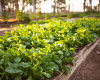 Projetos sustentveis no MT e regio trazem ganhos de at 10% para o agro